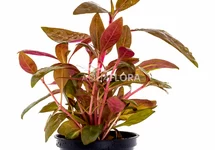 Alternanthera reineckii 'Rosaefolia' - PE