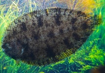 SOLE PAN