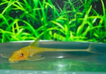 GOLDEN WHIPTAIL ALBINO