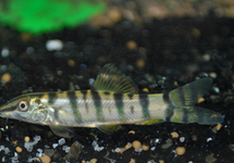 REDFIN TIGER LOACH