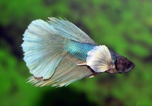 BETTA SUPERDELTA DUMBO EAR MALE