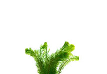 Myriophyllum scabratum terracotta ring