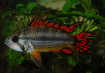 APIST. CAC. DOUBLE RED ONLY MALES M