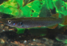 NOMORHAMPHUS EBRARDTII XL