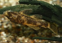 ANCISTRUS MARBRÉ