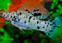 POECILIA LATIPINNA DALMATIAN M