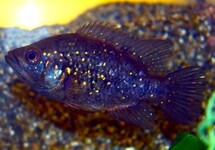 MADAGASCAR CICHLID POLLENI