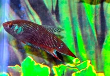 BETTA IMBELLIS M