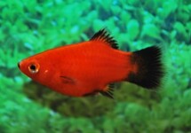 CORAL PLATY RED WAGTAIL