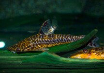 ROBOCOP OHRGITTERWELS