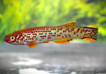 KILLIFISH SCHEELI