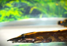 STEKELAAL UNICOLOR