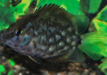 UARU AMPHIACANTHOIDES         