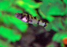 BUMBLEBEE GOBY