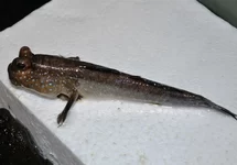 PERIOPHTHALMUS BARBARUS