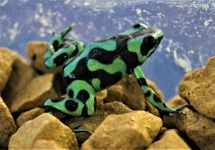 DENDROBATE DORÉ VERT