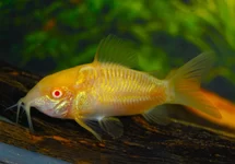 CORYDORAS (OSTEOGASTER) AENEA ALBINO M