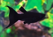 BLACK MOLLY SLUIER