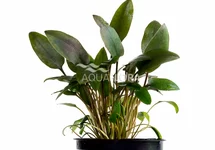Cryptocoryne beckettii - PE