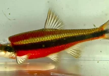 NOTROPIS LUTIPINNIS 4/7