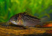 CORYDORAS ÉLÉGANT