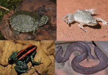 Amphibien & Tortue