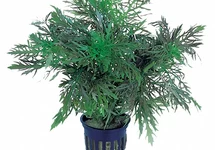 Hygrophila difformis - PS