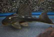 L137 BLUE EYED RED FIN PLECO