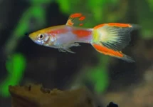 POEC. WINGEI YELLOW LASER TAIL MALE M