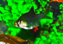 BARBUS DE SUMATRA VERT