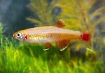 TANICHTHYS ALBONUBES GOLD M
