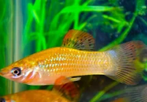 POECILIA SALVATORIS  M