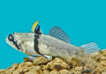 REDIGOBIUS BALTEATUS M
