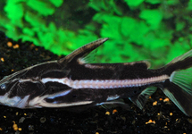 SILURE EIGENMANNI