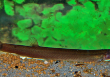 BLACK KUHLI LOACH
