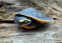 EMYDURA SUBGLOBOSA M