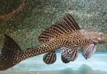 PLECOSTOMUS SAUGMAULWELS