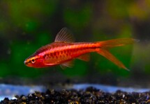 BARBUS CERISE VOILÉ