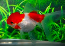 TÊTE DE LION ROUGE/BLANC