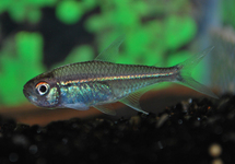 TETRA GOETHEI