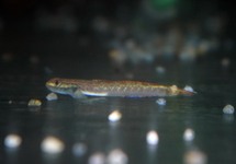 GOBY ANNIEAE