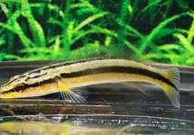 SNOEKCICHLIDE ZEBRINA
