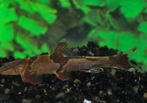 LOACH ORTHOGONIATA