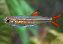 ORANGEROTER ZWERGSALMLER