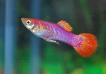 POEC. RET. PINK MALE M