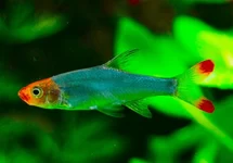 SAWBWA RESPLENDENS  L