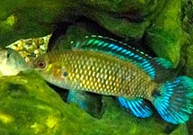 BLAUWBAARSJE