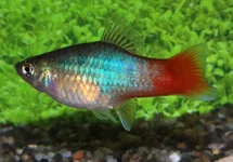XIPH. MAC. BLUE REDTAIL M