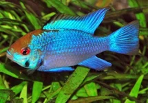 MIKROGEOPHAGUS RAMIREZI ELECTRIC BLUE M/L