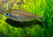 LIPPENSTIFT TETRA